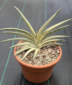 Variegated Sansevieria Lavranos Blue Clone | Live Snake Plant
