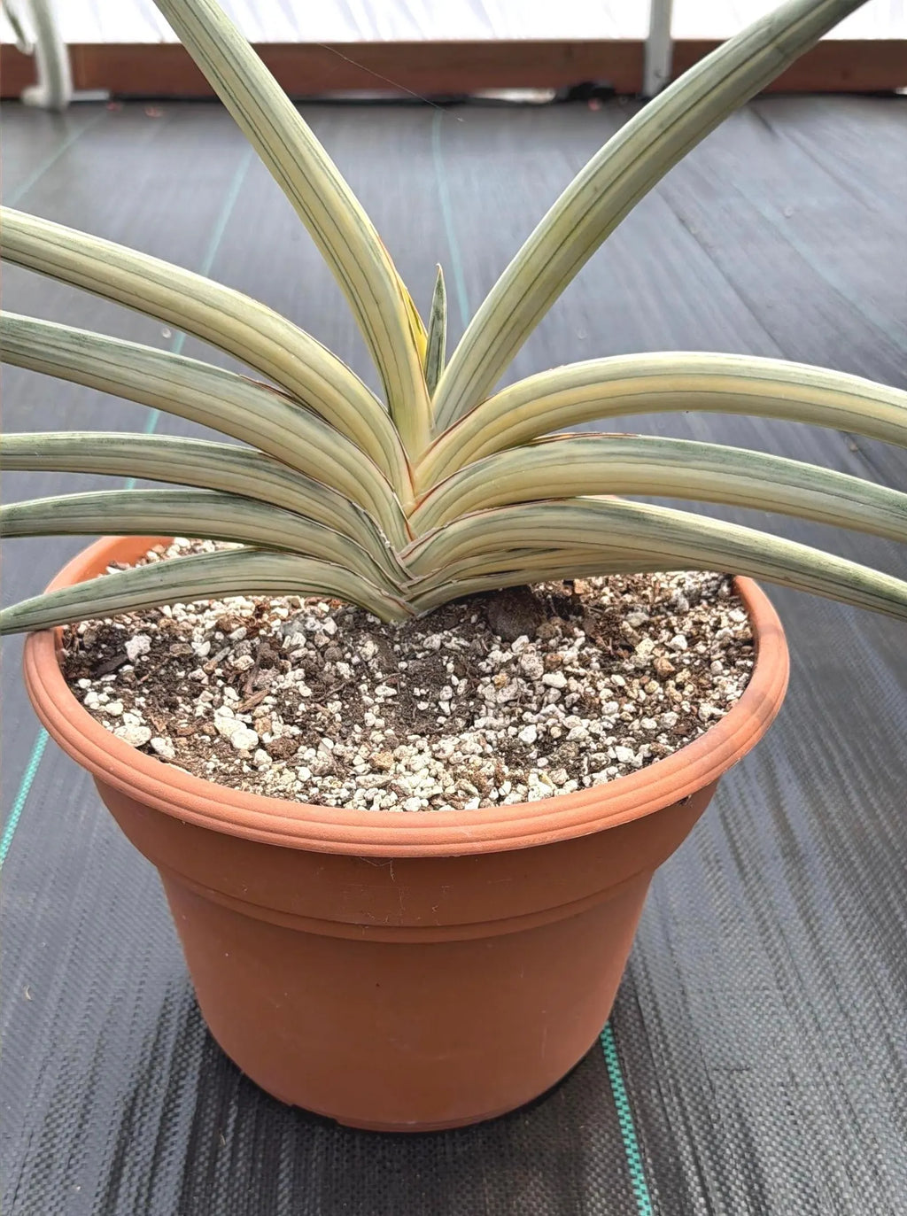 Variegated Sansevieria Lavranos Blue Clone | Live Snake Plant