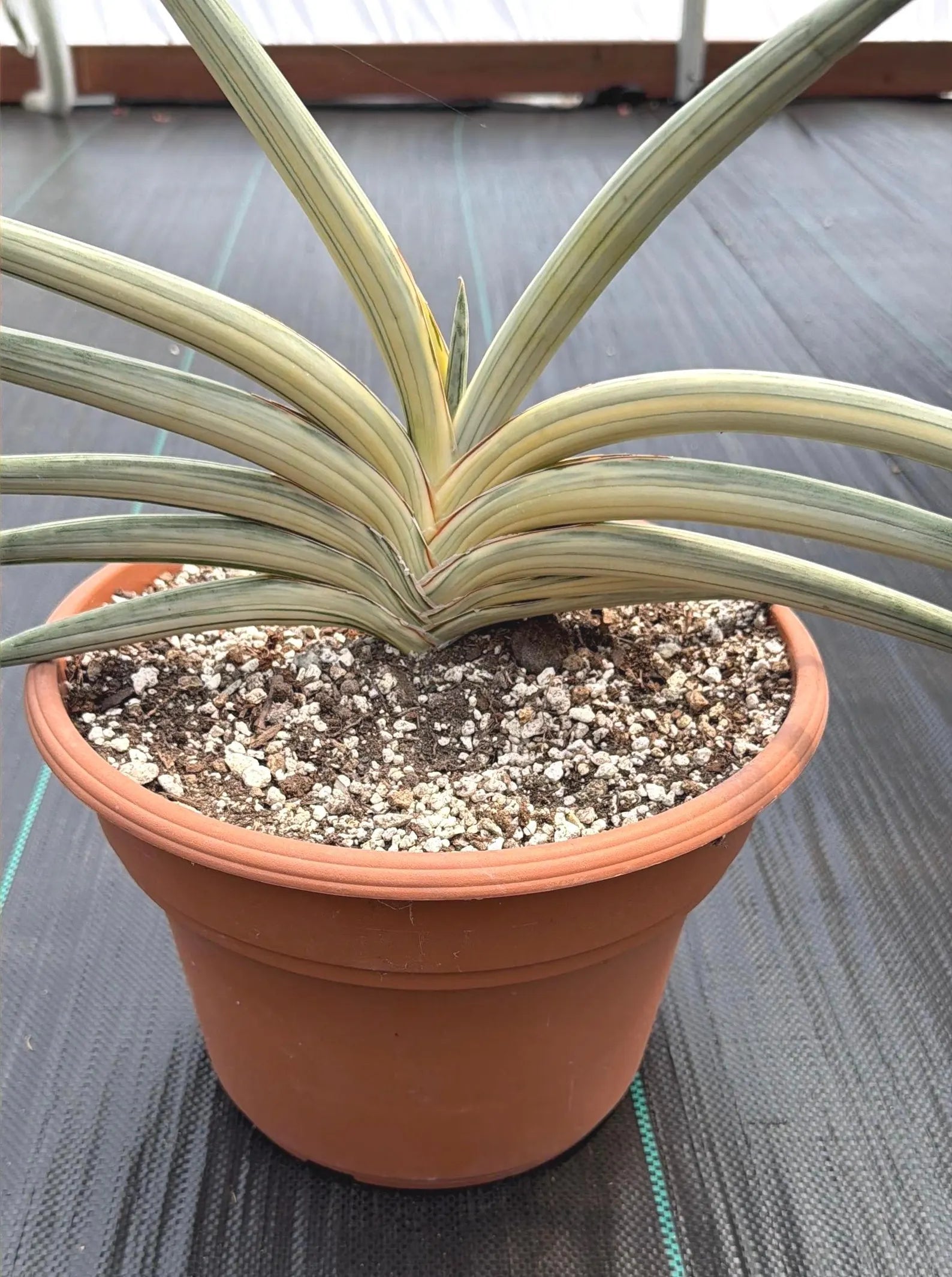 Variegated Sansevieria Lavranos Blue Clone | Live Snake Plant