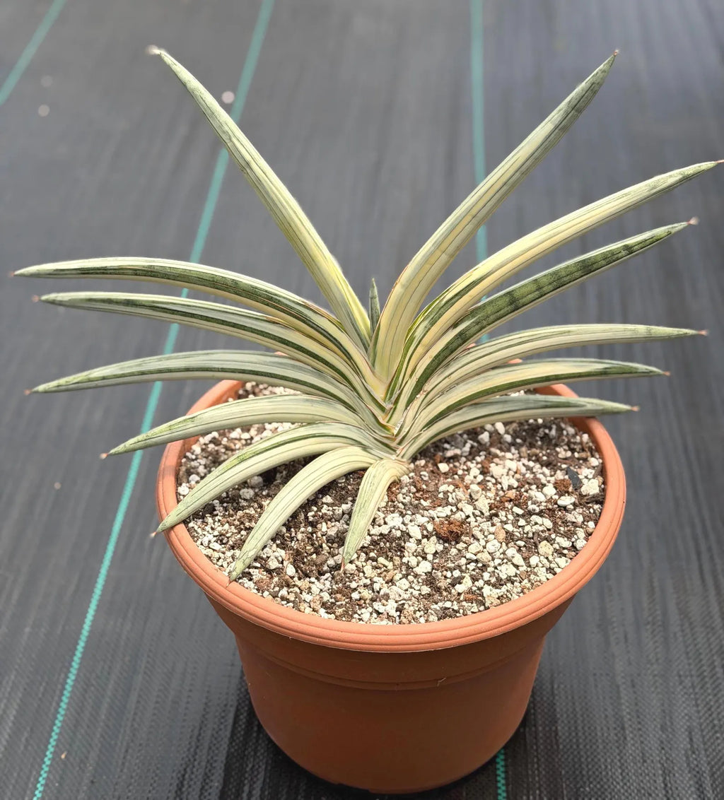Variegated Sansevieria Lavranos Blue Clone | Live Snake Plant