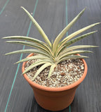 Variegated Sansevieria Lavranos Blue Clone | Live Snake Plant