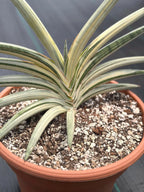 Variegated Sansevieria Lavranos Blue Clone | Live Snake Plant