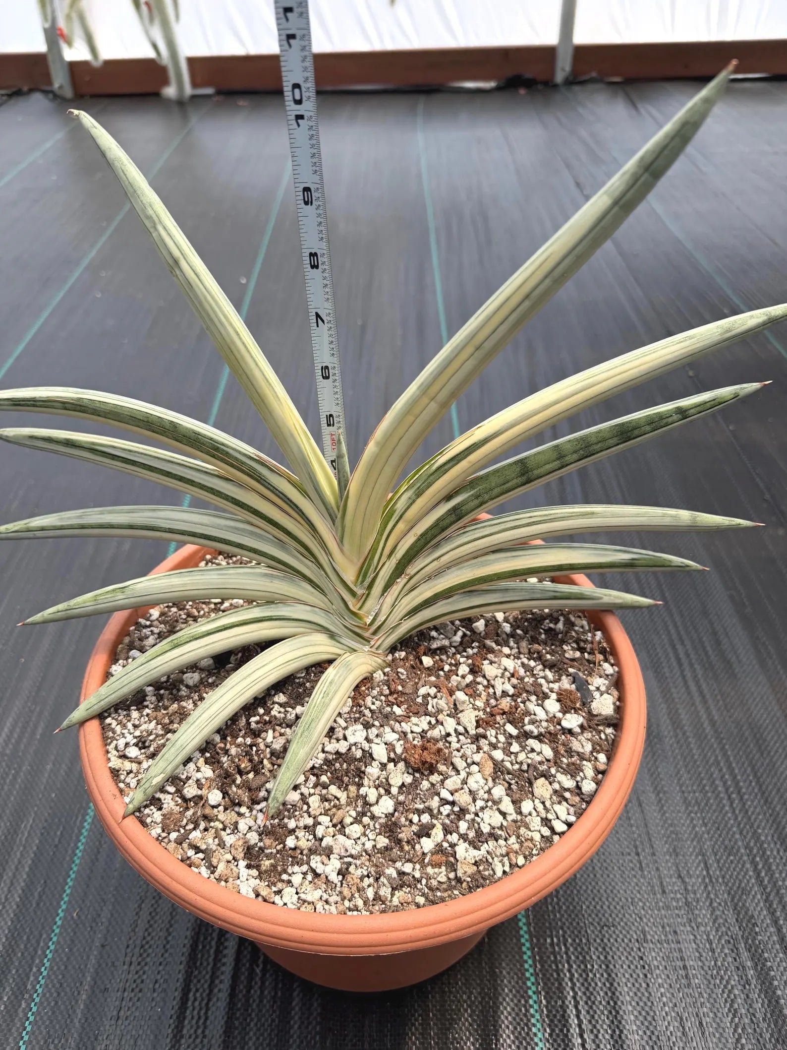 Variegated Sansevieria Lavranos Blue Clone | Live Snake Plant