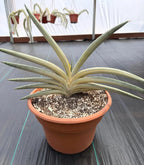 Variegated Sansevieria Lavranos Blue Clone | Live Snake Plant
