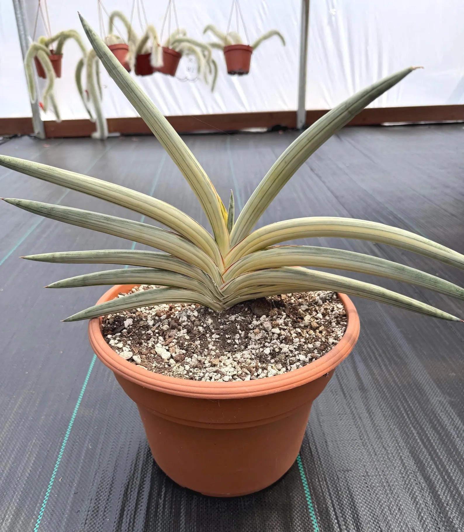 Variegated Sansevieria Lavranos Blue Clone | Live Snake Plant