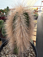 Woolly Rhino Columnar Cactus Cutting | Rare Calloused Live Plant Ready to Root #173