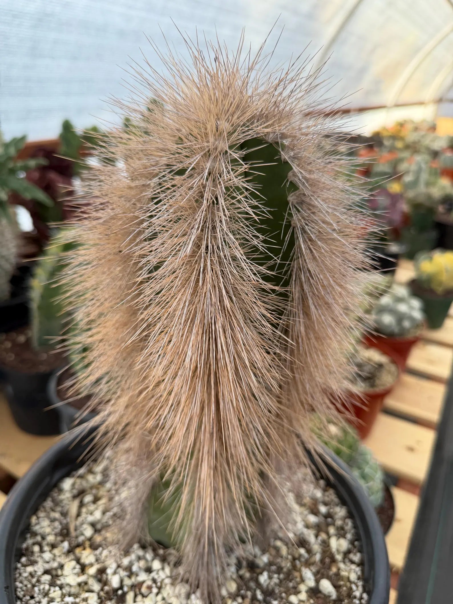 Woolly Rhino Columnar Cactus Cutting | Rare Calloused Live Plant Ready to Root #173