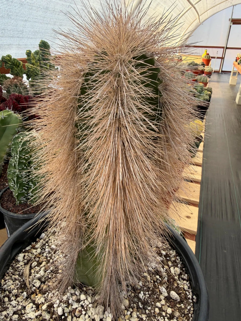 Woolly Rhino Columnar Cactus Cutting | Rare Calloused Live Plant Ready to Root #173