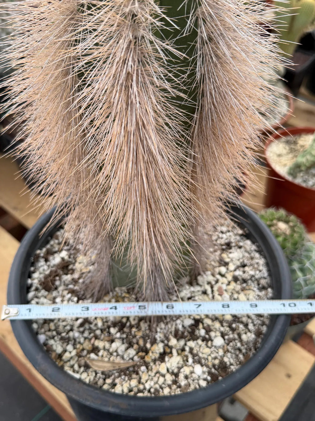 Woolly Rhino Columnar Cactus Cutting | Rare Calloused Live Plant Ready to Root #173