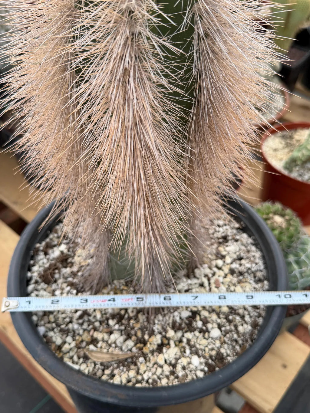 Woolly Rhino Columnar Cactus Cutting | Rare Calloused Live Plant Ready to Root #173