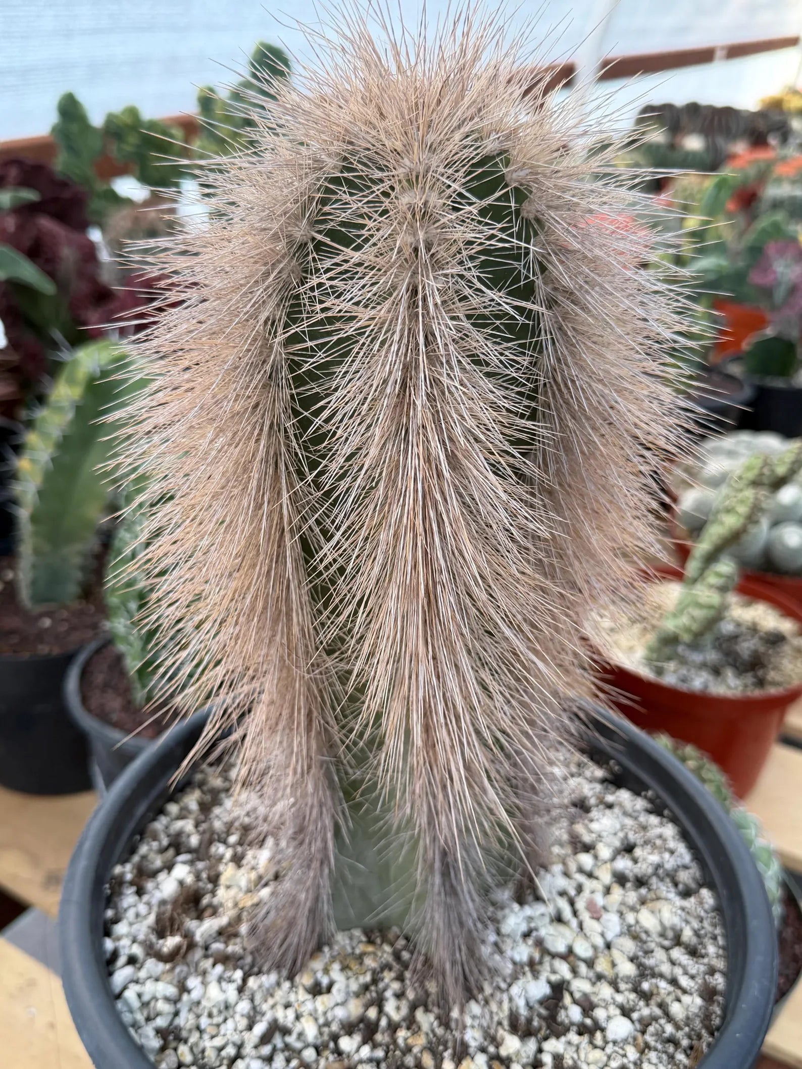 Woolly Rhino Columnar Cactus Cutting | Rare Calloused Live Plant Ready to Root #173