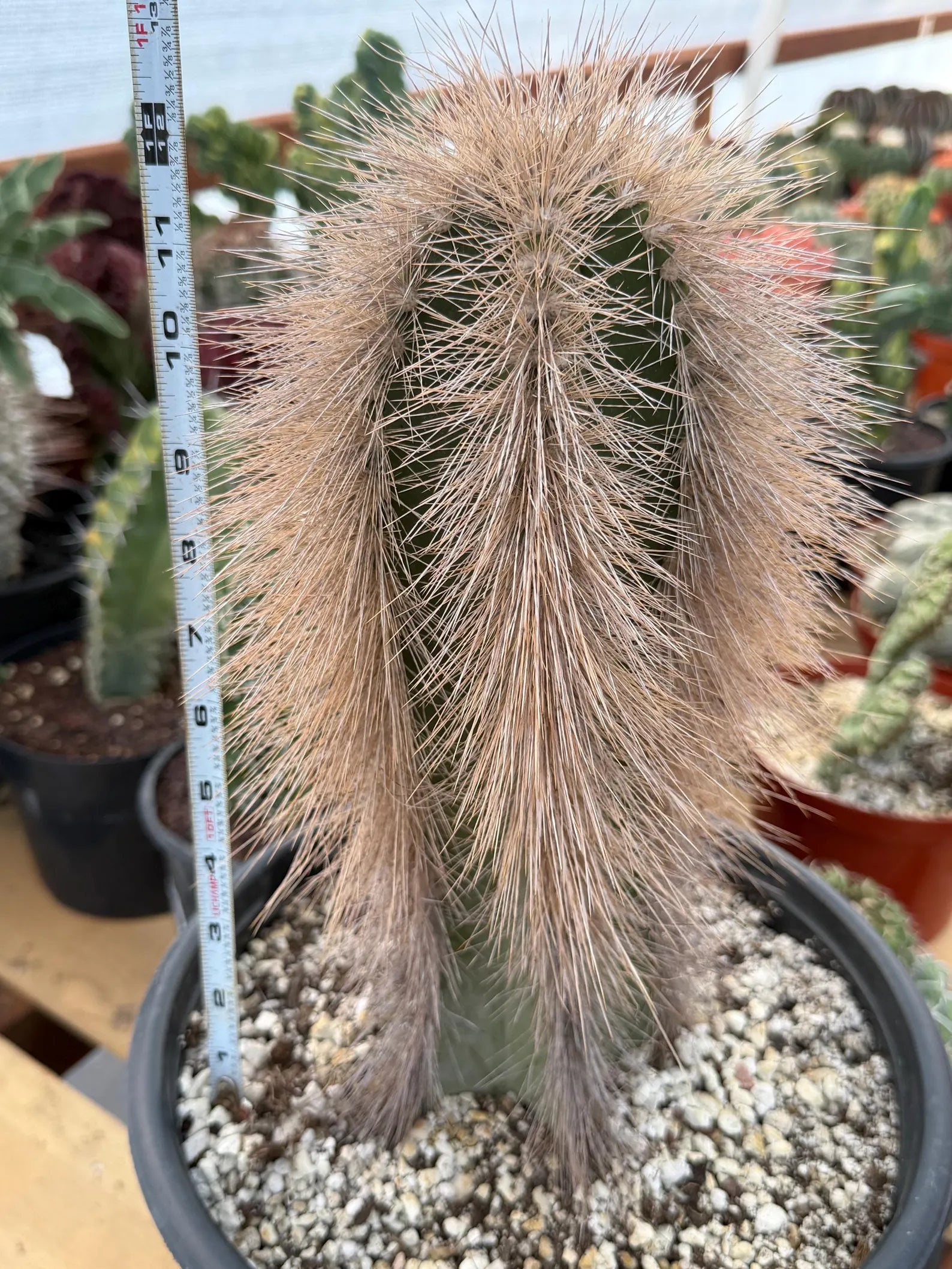 Woolly Rhino Columnar Cactus Cutting | Rare Calloused Live Plant Ready to Root #173