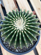 Echinocactus Grusonii Inermis | Rare Short Spine Specimen Live Cactus Plant #127