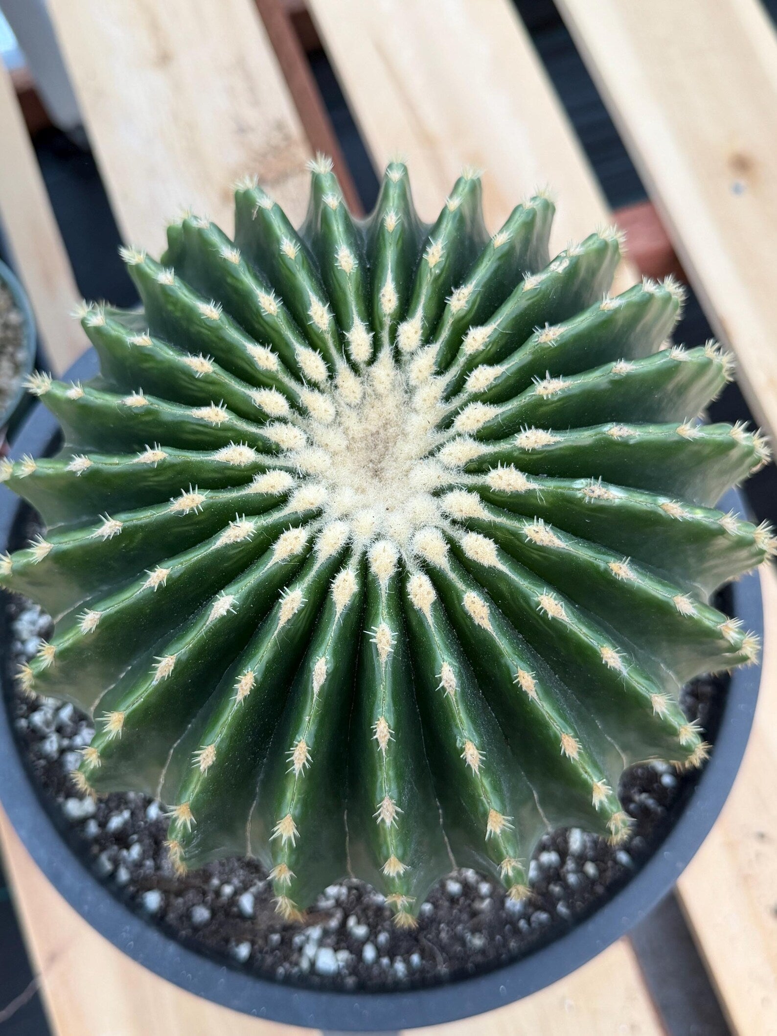 Echinocactus Grusonii Inermis | Rare Short Spine Specimen Live Cactus Plant #127