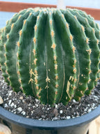 Echinocactus Grusonii Inermis | Rare Short Spine Specimen Live Cactus Plant #127