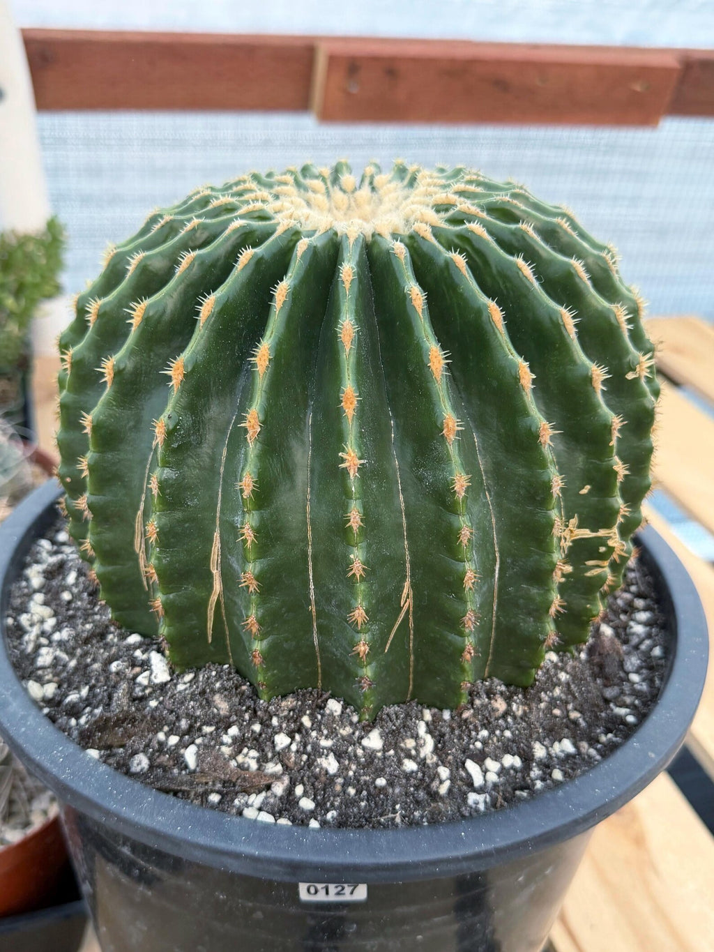 Echinocactus Grusonii Inermis | Rare Short Spine Specimen Live Cactus Plant #127