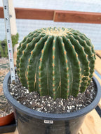 Potted cactus with a ruler for scale against a wooden background