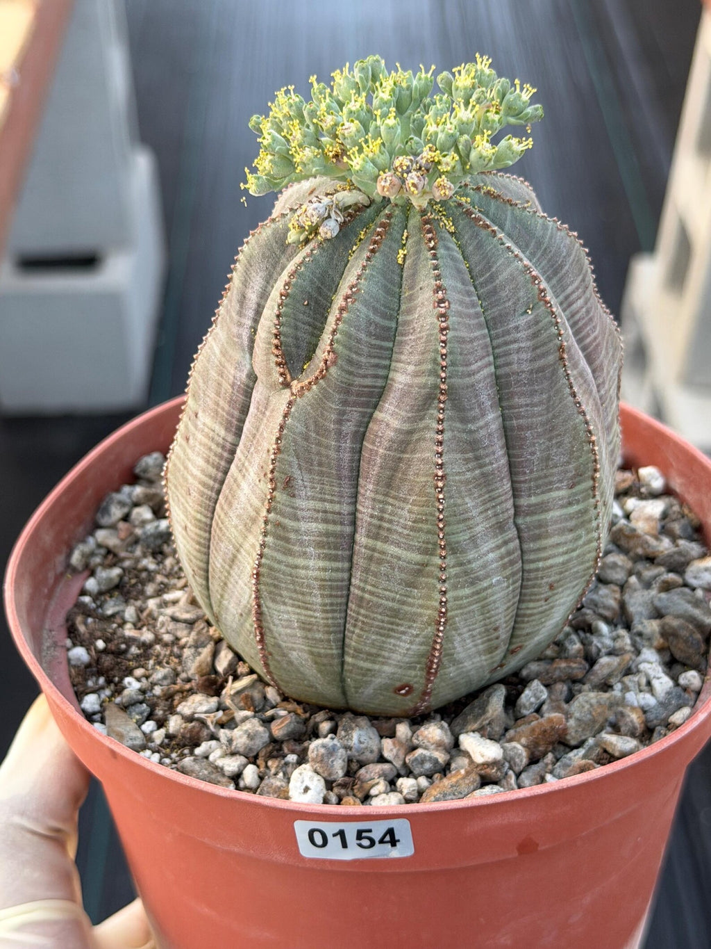 Potted cactus with a label on a blurred background