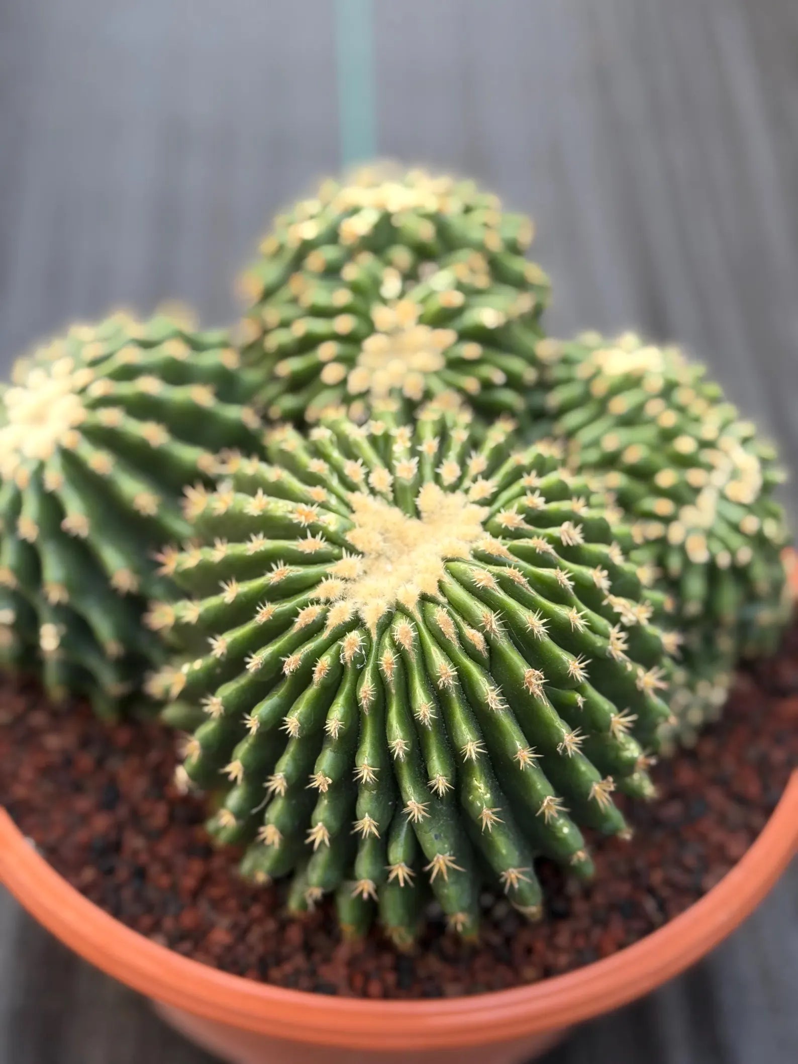Crested Echinocactus Grusonii Inermis | Rare Short Spine Cluster Live Cactus