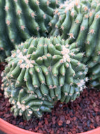 Crested Echinocactus Grusonii Inermis | Rare Short Spine Cluster Live Cactus