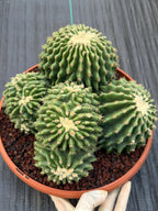 Crested Echinocactus Grusonii Inermis | Rare Short Spine Cluster Live Cactus