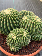 Crested Echinocactus Grusonii Inermis | Rare Short Spine Cluster Live Cactus