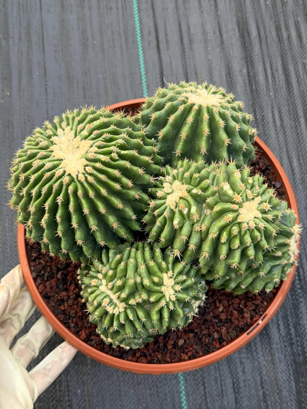 Crested Echinocactus Grusonii Inermis | Rare Short Spine Cluster Live Cactus