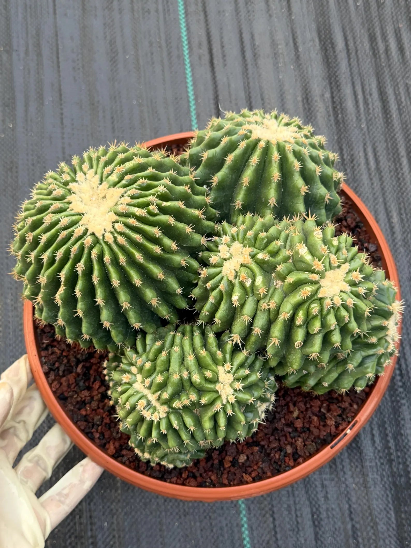 Crested Echinocactus Grusonii Inermis | Rare Short Spine Cluster Live Cactus