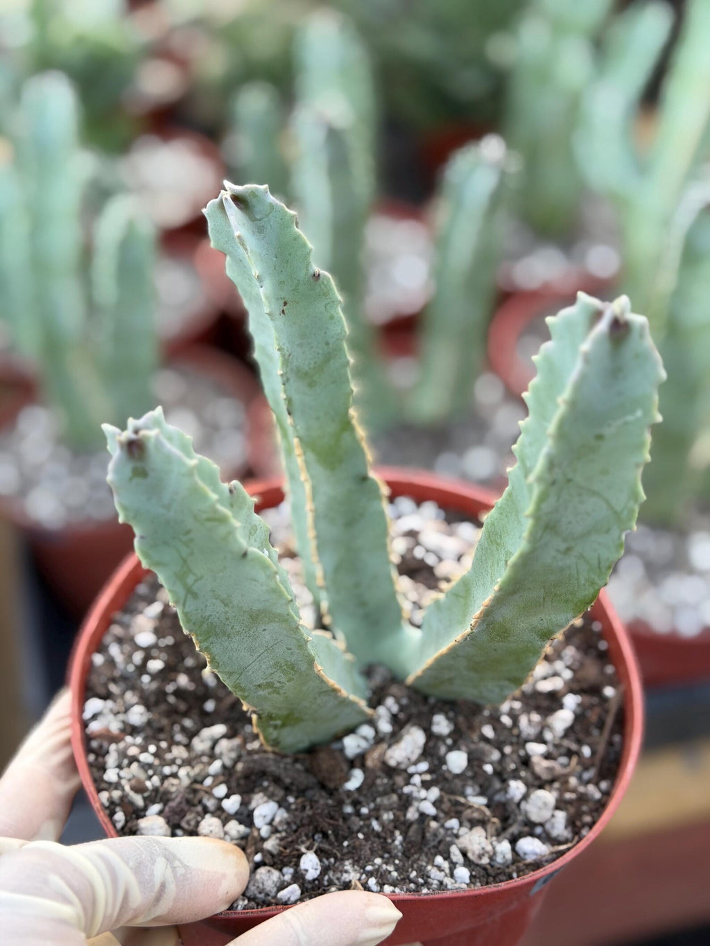 Caralluma Speciosa | Rare Live Succulent Plant