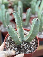 Caralluma Speciosa | Rare Live Succulent Plant