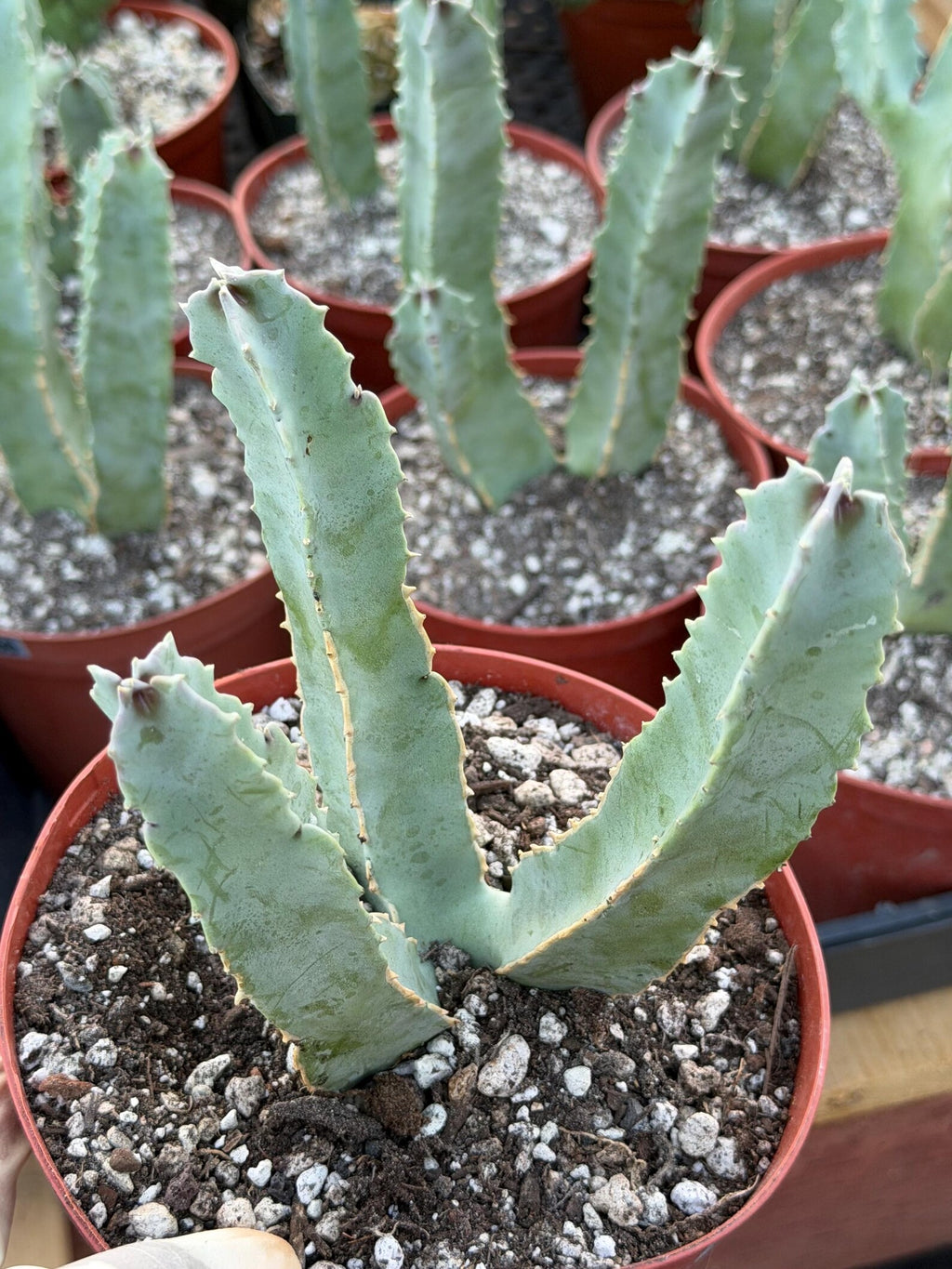 Caralluma Speciosa | Rare Live Succulent Plant