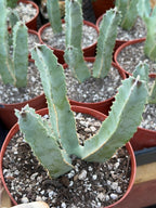 Caralluma Speciosa | Rare Live Succulent Plant