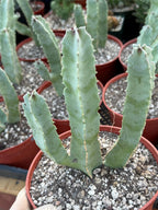 Caralluma Speciosa | Rare Live Succulent Plant