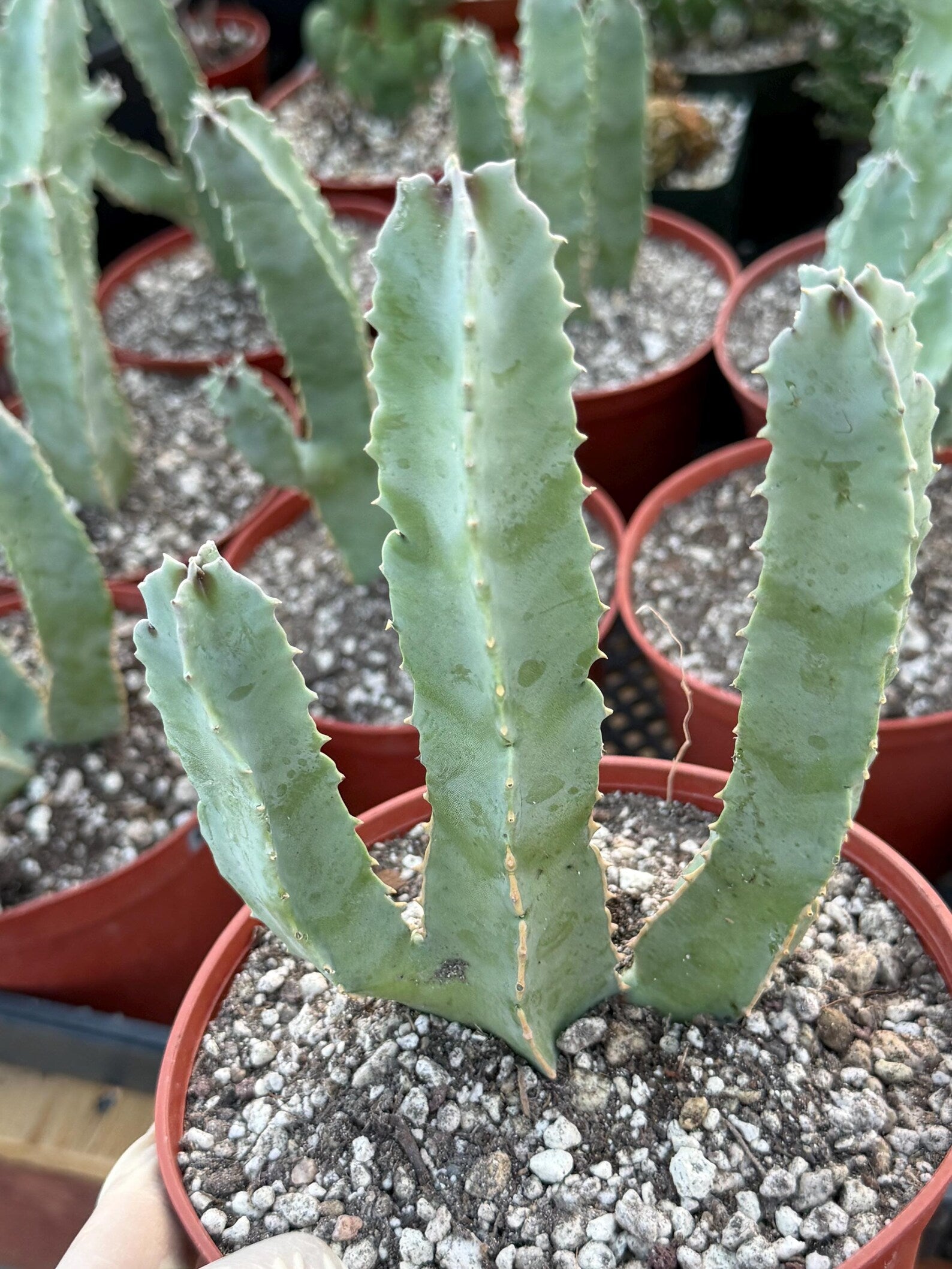 Caralluma Speciosa | Rare Live Succulent Plant