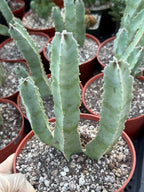 Caralluma Speciosa | Rare Live Succulent Plant