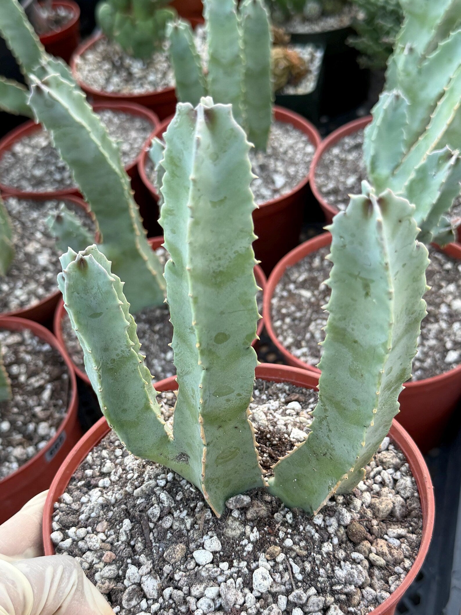 Caralluma Speciosa | Rare Live Succulent Plant