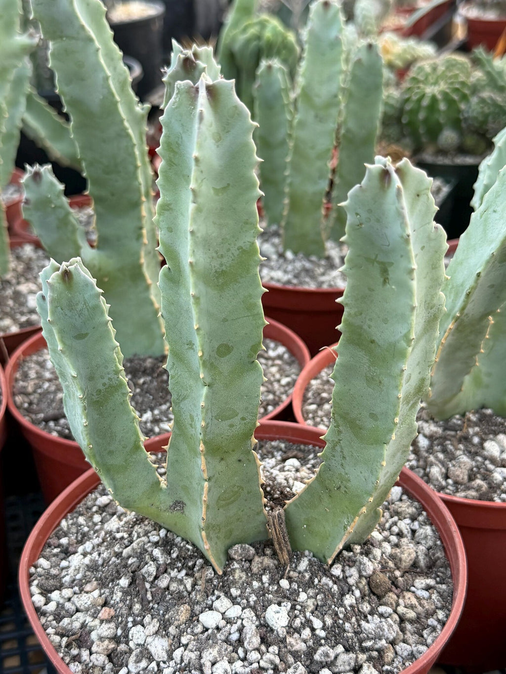 Caralluma Speciosa | Rare Live Succulent Plant