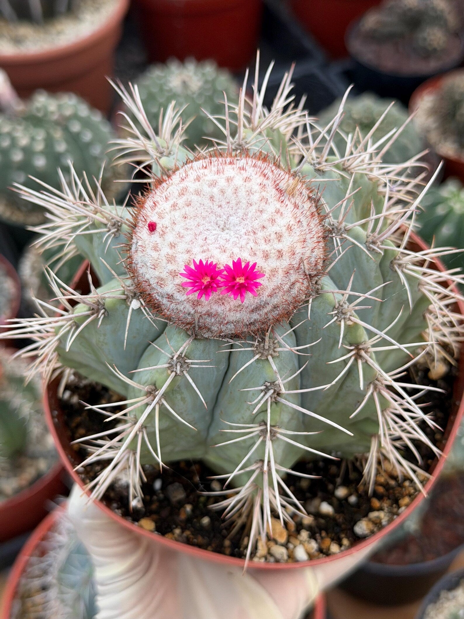 Melocactus Azureus Blue Turk's Cap Cactus – Rare Live Plant #169