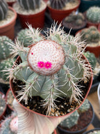 Melocactus Azureus Blue Turk's Cap Cactus – Rare Live Plant #169