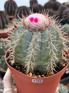 Melocactus Azureus Blue Turk's Cap Cactus – Rare Live Plant #169