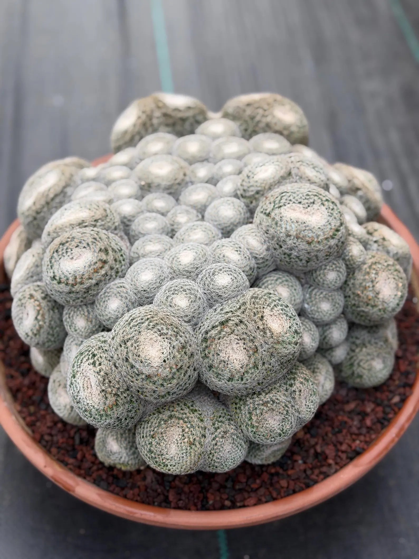 Mammillaria Perbella Monster Cluster | Rare Specimen Live Cactus Plant