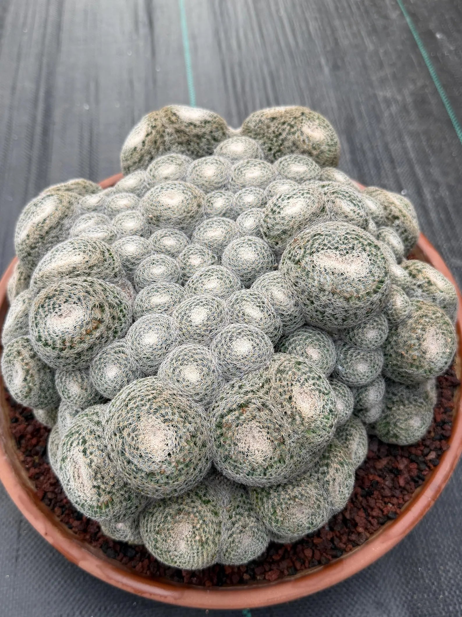 Mammillaria Perbella Monster Cluster | Rare Specimen Live Cactus Plant
