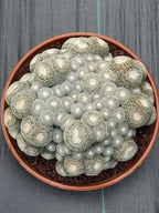 Mammillaria Perbella Monster Cluster | Rare Specimen Live Cactus Plant