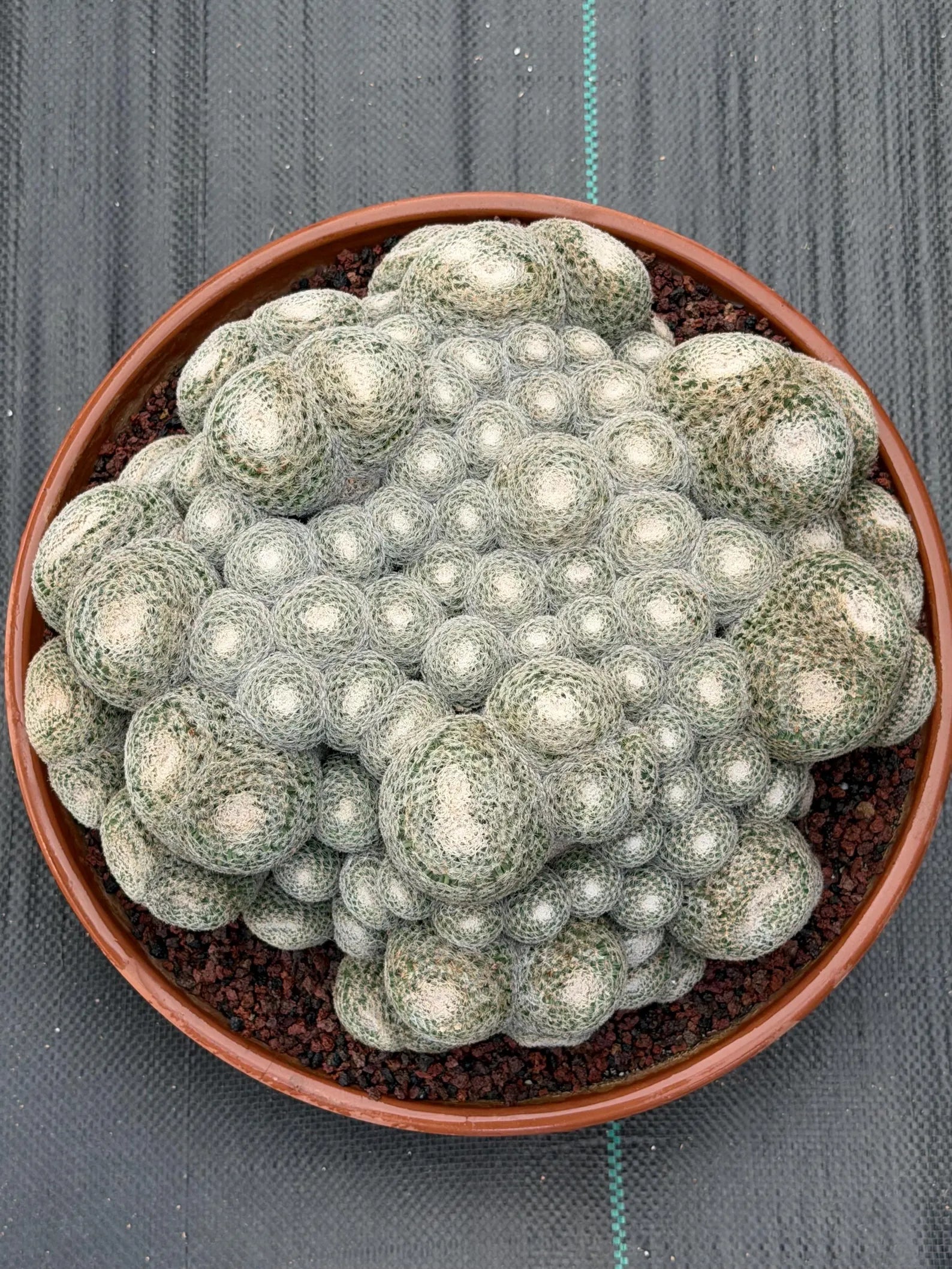 Mammillaria Perbella Monster Cluster | Rare Specimen Live Cactus Plant