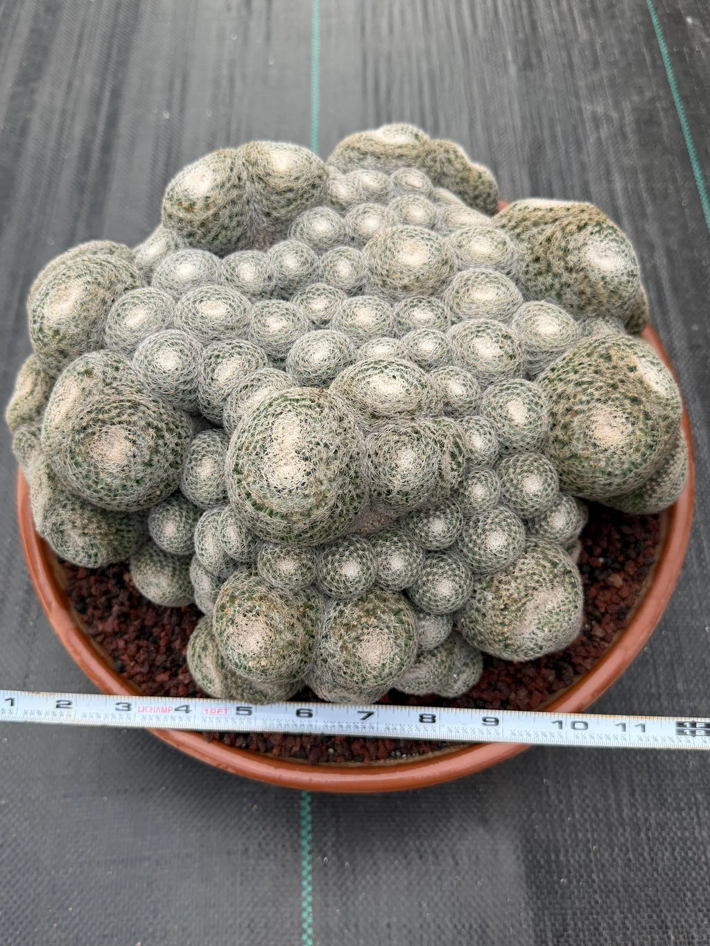 Mammillaria Perbella Monster Cluster | Rare Specimen Live Cactus Plant