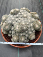 Mammillaria Perbella Monster Cluster | Rare Specimen Live Cactus Plant