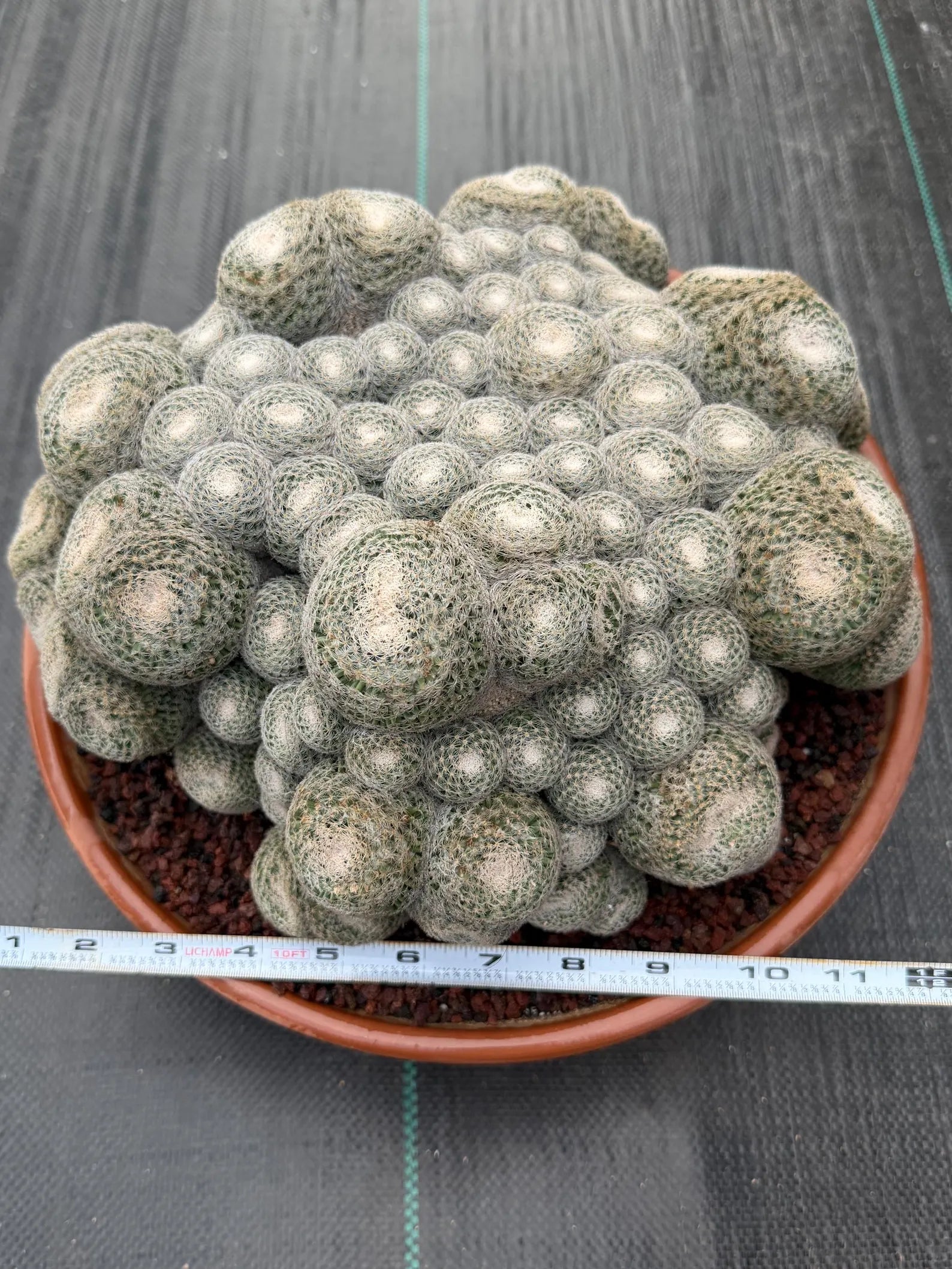 Mammillaria Perbella Monster Cluster | Rare Specimen Live Cactus Plant