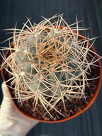 Gymnocalycium Cardenasianum Seed Grown Live Cactus – Rare Spined Collector Plant | 6 Inch Specimen #279