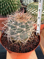 Gymnocalycium Cardenasianum Seed Grown Live Cactus – Rare Spined Collector Plant | 6 Inch Specimen #279