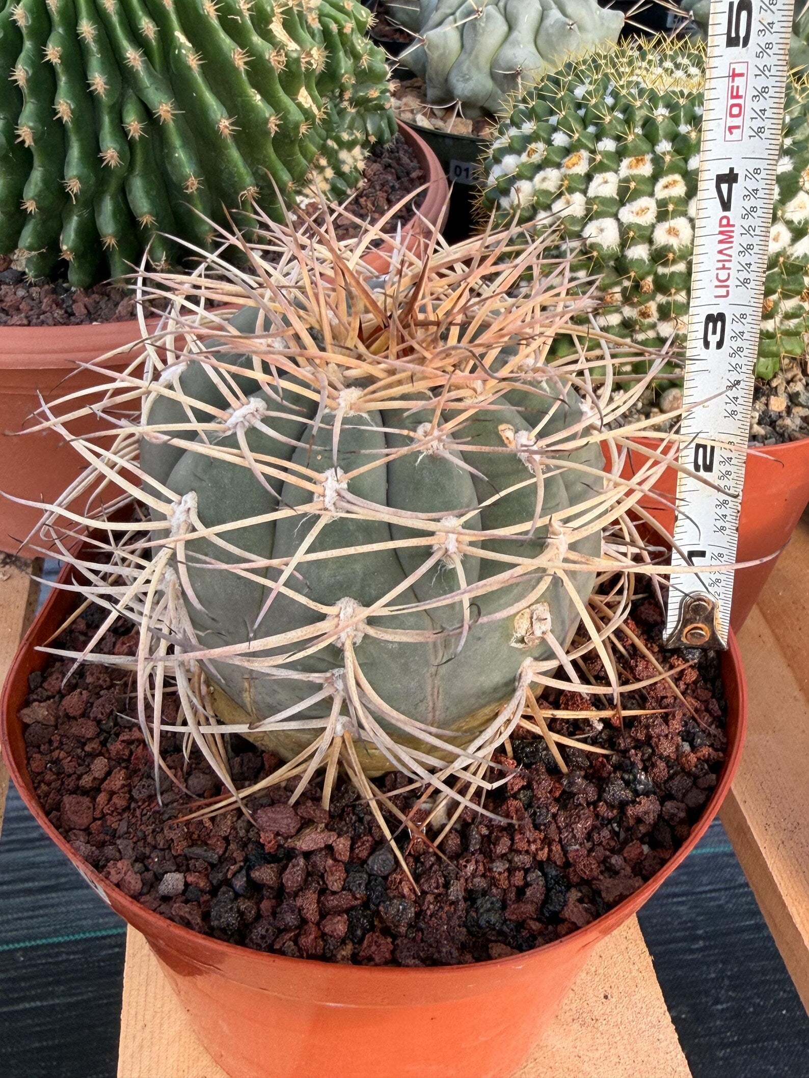 Gymnocalycium Cardenasianum Seed Grown Live Cactus – Rare Spined Collector Plant | 6 Inch Specimen #279